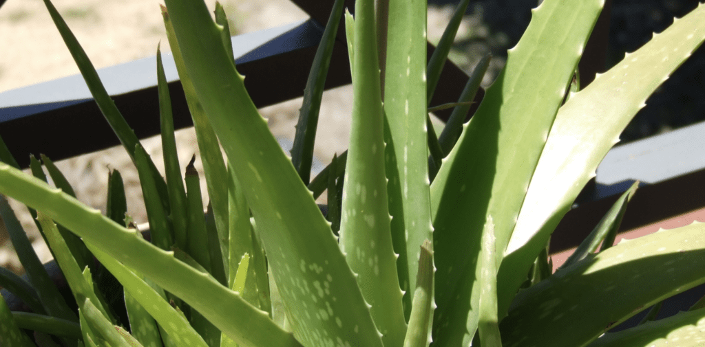 Aloe Vera